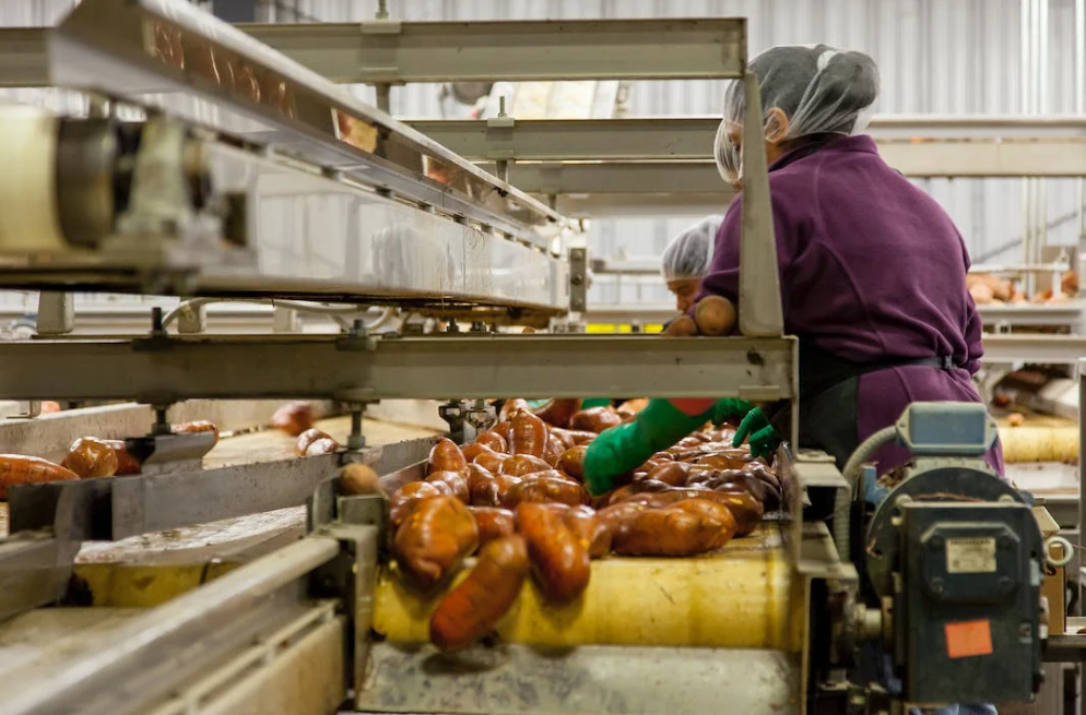 Crucial Component of the Food Sector: Food Processing Equipment